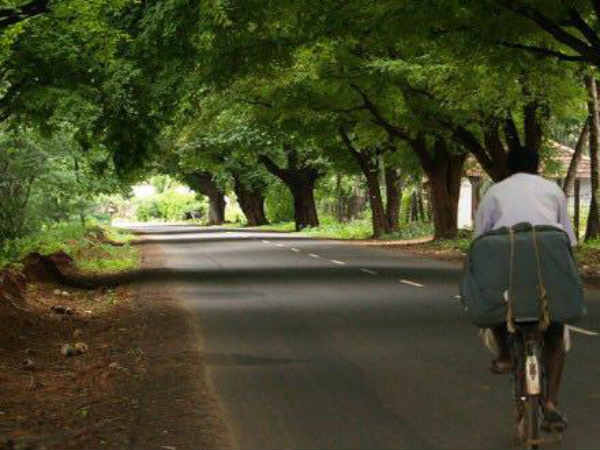 பழமை மரங்கள் இனி வராதே! பழமை மரங்கள் இனி வராதே!