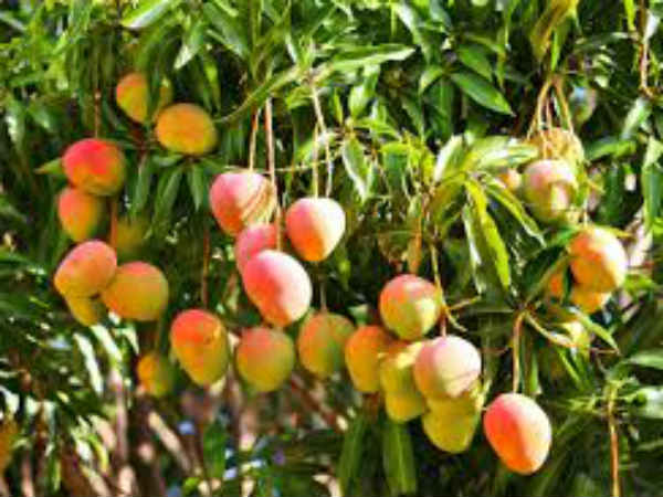 மேங்கி ஃபெராவின் மருத்துவ குணங்கள்: