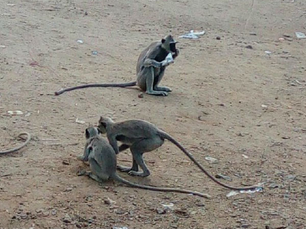 அகஸ்தியர் அருவி: