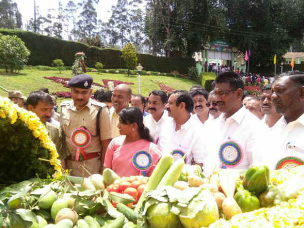 கவரும் பச்சை ரோஜாக்கள் 