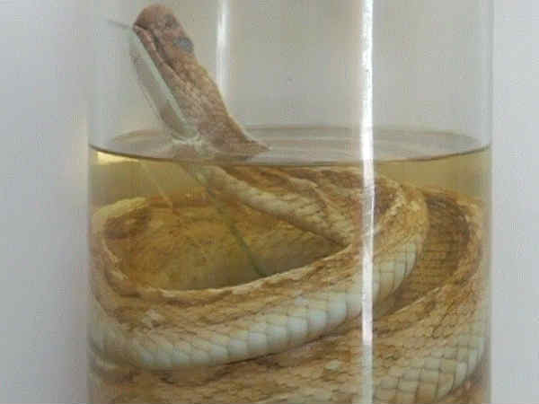 உடனடி பராமரிப்பு அவசியம் 