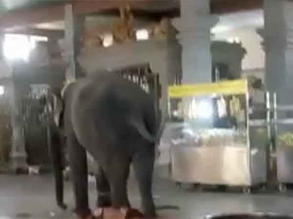 பாகனை கொன்ற யானை 