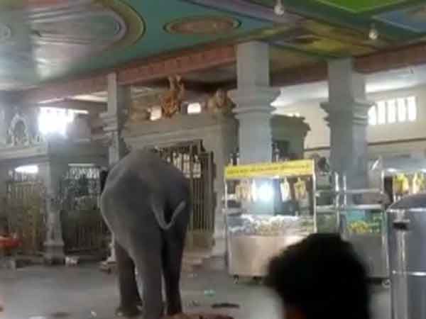 தும்பிக்கையால் தூக்கி வீச்சு 