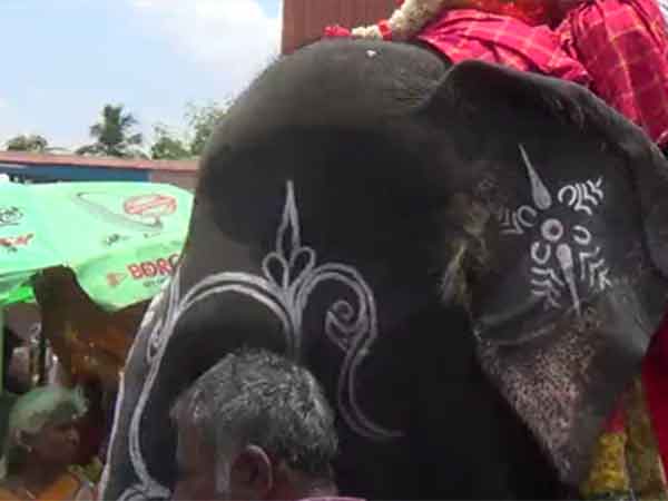 ஆத்திரத்தில் தூக்கி வீசிய யானை 