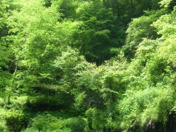 we have to take oath to grow atleast one tree to save the earth on this world environment day