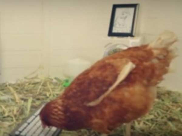 கோழியுடன் வந்துள்ளார் 