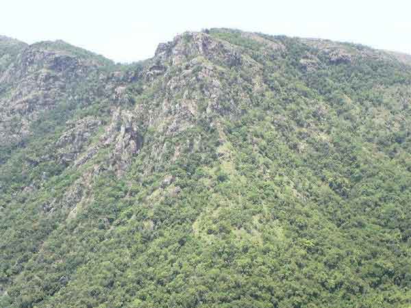 லட்சம் மரங்கள் 