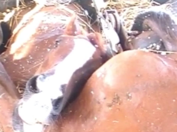 குதிரைக்காரரின் வீட்டில் 