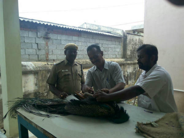 the peacock kills in the electric wire in erode