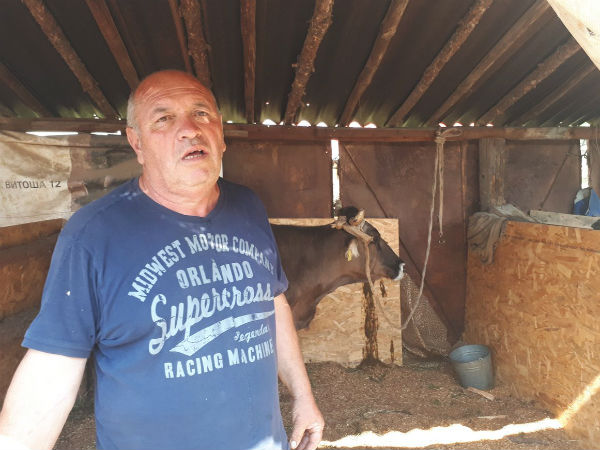 கர்ப்பிணி பசு 