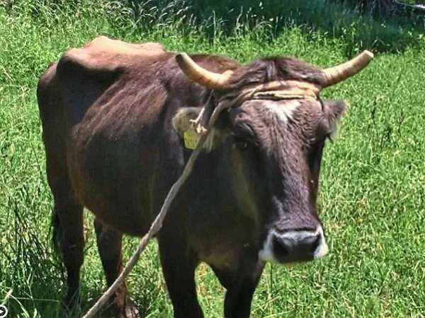 எல்லை தாண்டிய பென்கா 