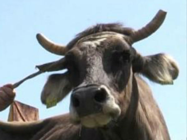 தப்பிய பென்கா 