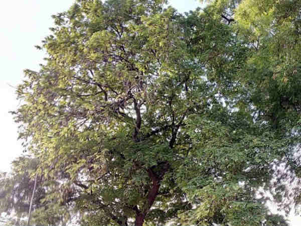 புழுக்காத சாணம் புழுக்காத சாணம்