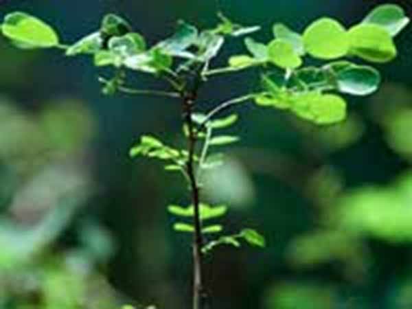 100இல் 99 நகரங்கள் ஆசியாவில்