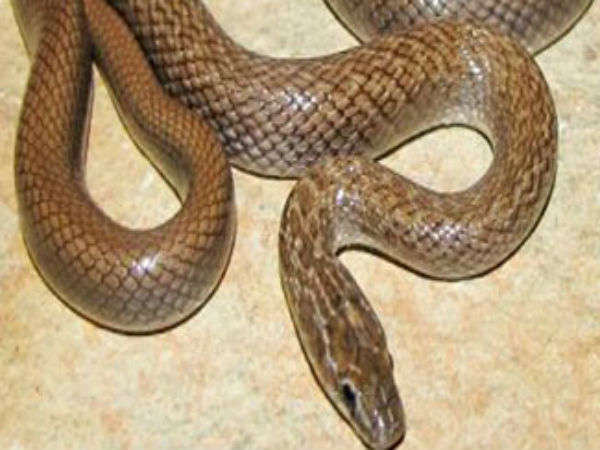 பாம்பின் வால்: