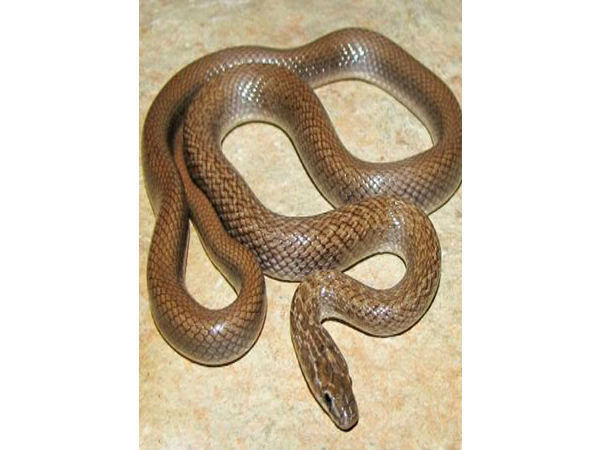 சூடான என்ஜின் :