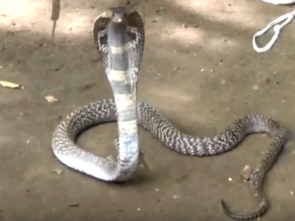 பாம்பு கனவு