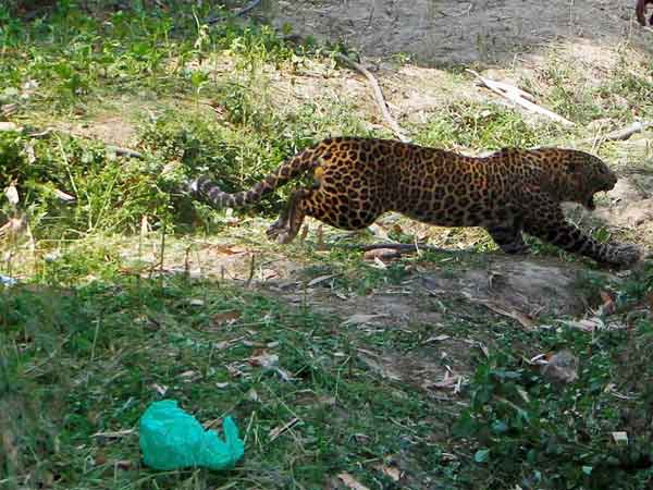 30 ஆடுகள் மர்ம உயிரிழப்பு 30 ஆடுகள் மர்ம உயிரிழப்பு