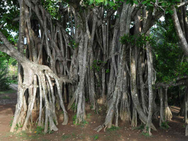 கட்டிக் கொண்டு அழுதனர் 