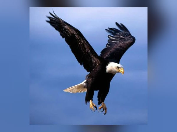 கருடாழ்வாரை தரிசிக்கும்போது கருடாழ்வாரை தரிசிக்கும்போது