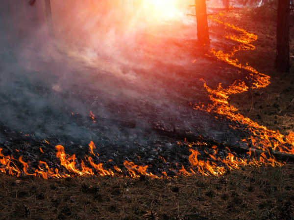 தாமஸ் தீ 