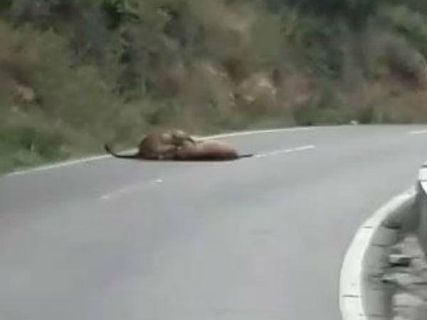 விலங்குகள் நடமாட்டம் 