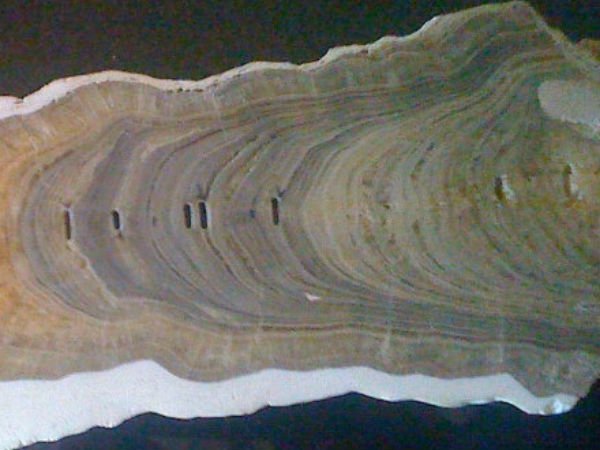 ஹோலோசீனில் பிரிவினை 