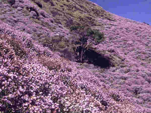 Blissfull Neelakurinji flower blossoms in the hills of Kerala after 12 years Blissfull Neelakurinji flower blossoms in the hills of Kerala after 12 years