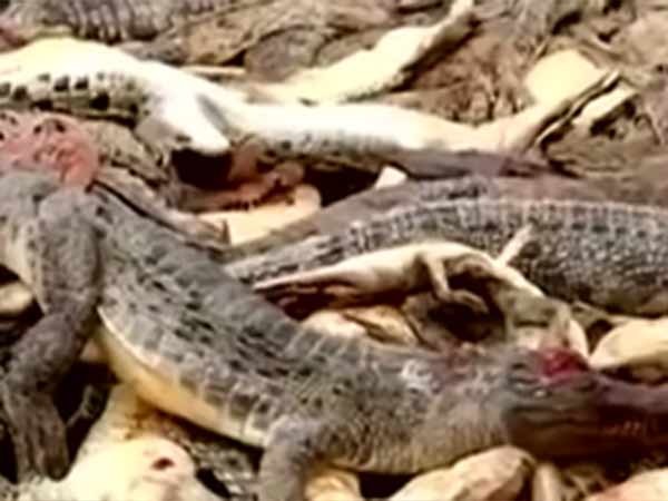 வெட்டி சாய்க்கப்பட்ட முதலைகள் 