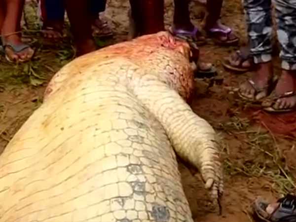 முதலை பண்ணைக்குள் ஓடினார் 