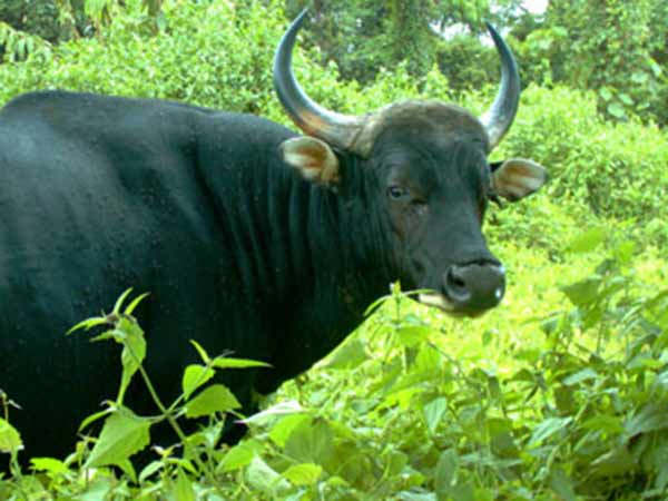 வவலியால் துடித்து கதறியது வவலியால் துடித்து கதறியது