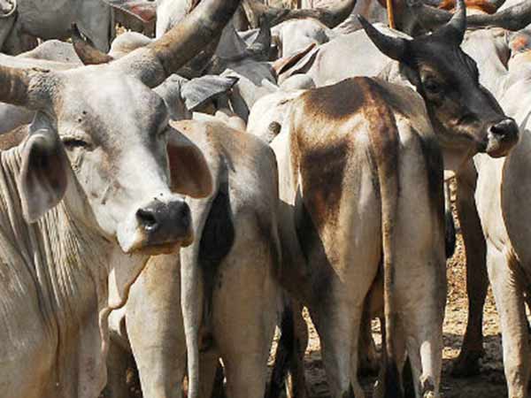 குப்பை போல் கொட்டப்பட்ட வீடு குப்பை போல் கொட்டப்பட்ட வீடு