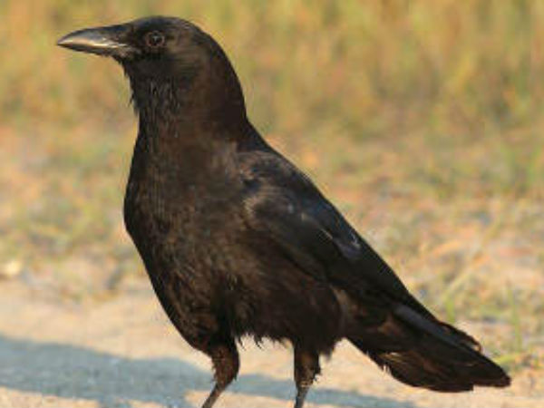 காகங்களினால் ஏற்படும் சகுனம்