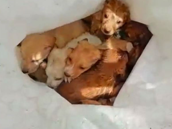 தவிப்புக்குள்ளான குட்டிகள் 