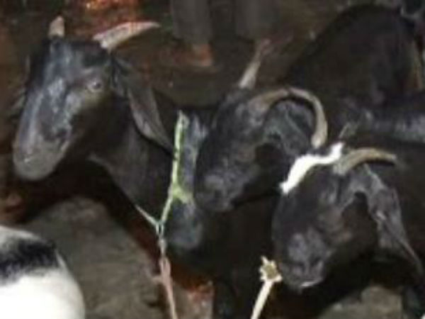 ஆட்டை துரத்தி கொண்டு 