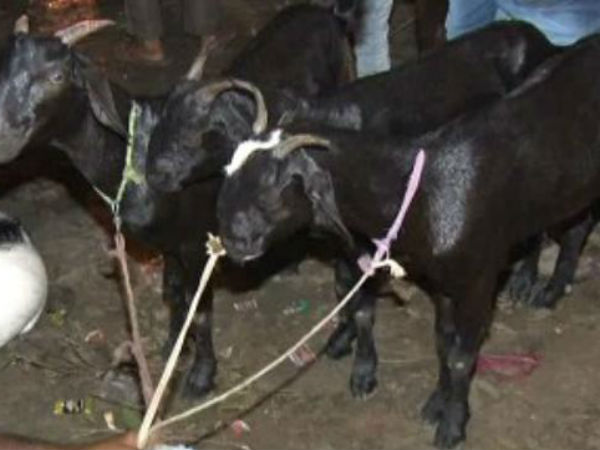 குரைத்தது 