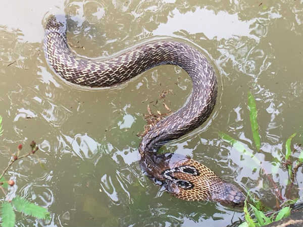 பாம்புகள் பாம்புகள்