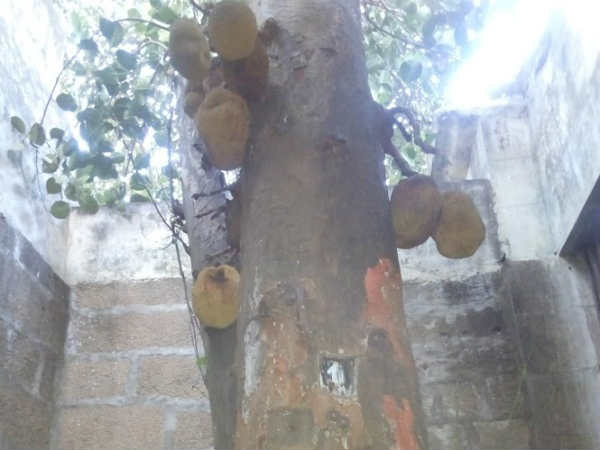 பலா ரூபத்தில் சிவன் 