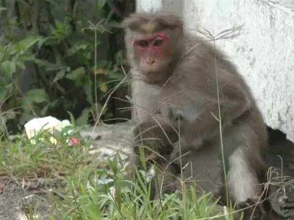  அடிபட்டு இறந்தது