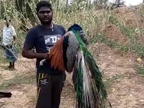 More than 50 peacocks found dead near Madurai 