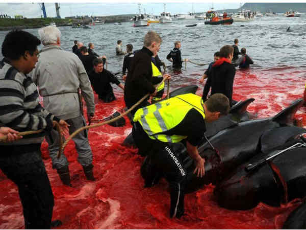 Horrible Whale murder: The whole Sea turned into blood 