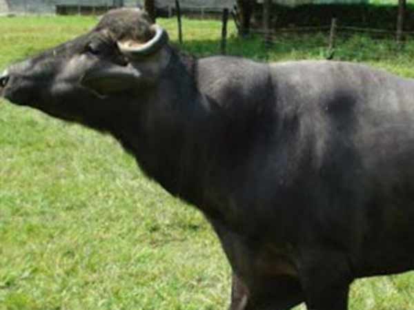 எருமை மாடு கூட 