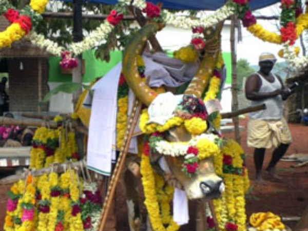 காளையின் மீது மண் வைப்பு காளையின் மீது மண் வைப்பு