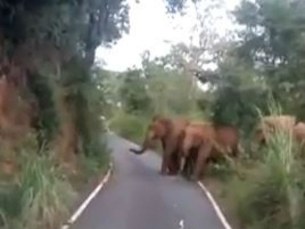 Wild elephant that sticks to the State bus in Nilgiri 