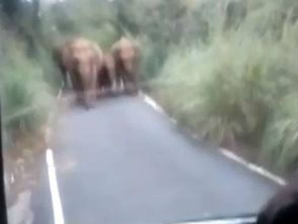 Wild elephant that sticks to the State bus in Nilgiri 