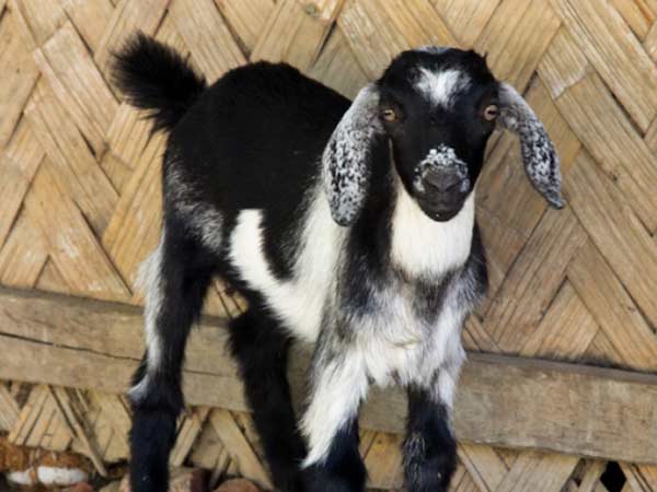 பீதியில் விவசாயிகள் 