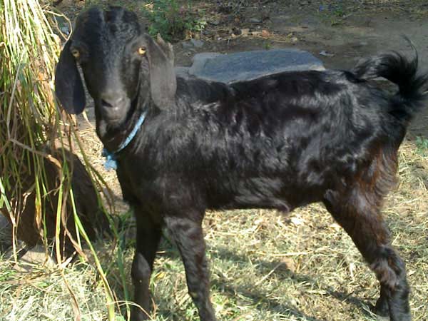 ஆந்த்ராக்ஸ் நோய் 