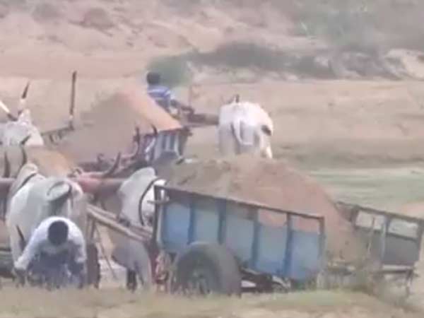 மாடுகளை மட்டும்தான் 