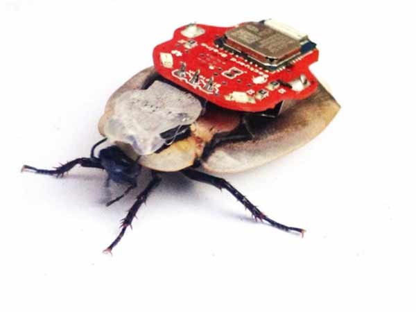 சிப் பொருத்துவார்கள் 