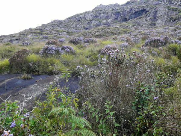 பூத்துக்குலுங்கும் மலர்கள் 